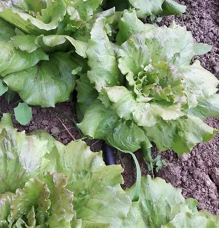 La Lobra Séjour à la ferme